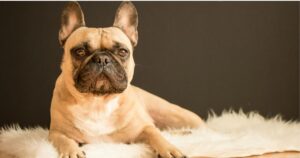 Brachycephalic Dogs and Air Travel: Airline Rules by Breed