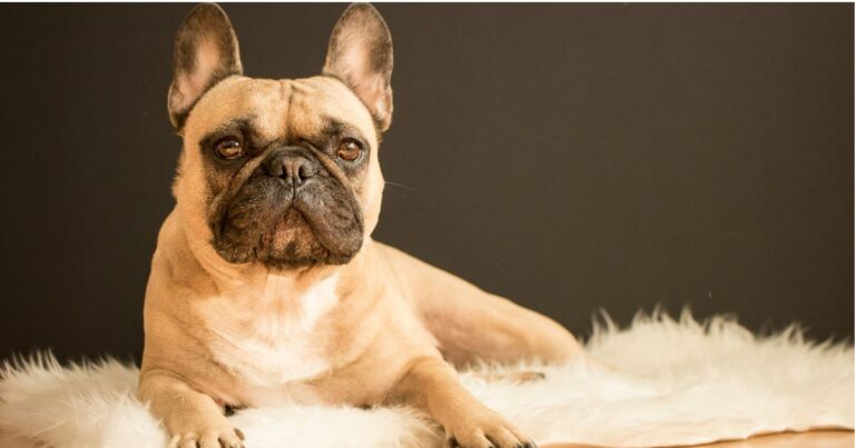 Brachycephalic Dogs and Air Travel: Airline Rules by Breed