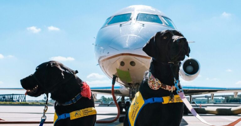 International Pet Travel: Breed Restrictions by Country