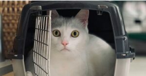 How Much Does Pet Relocation Cost? The Honest Breakdown