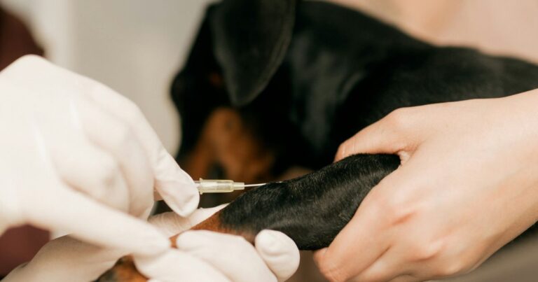 What Is the RNATT? The Rabies Titre Test for Pet Travel Explained